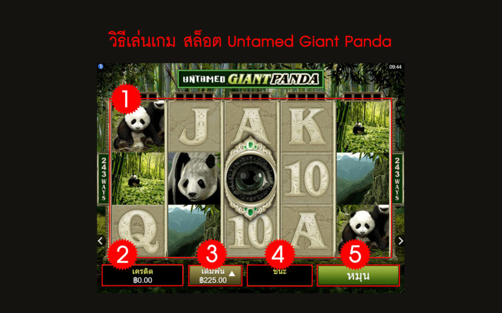 กฎกติกา วิธีเล่นสล็อต Untamed Giant Panda Slot