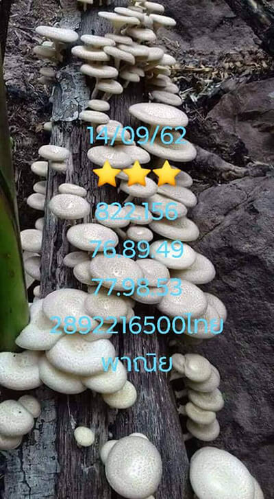 แนวทางหวยฮานอย 14/9/62